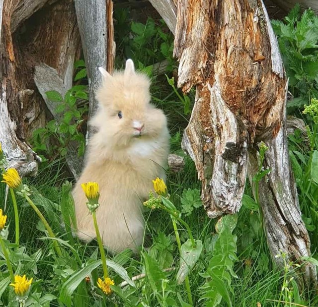 Ein kleines Kaninchen macht Männchen vor einer Baumwurzel auf einer Löwenzahnwiese.