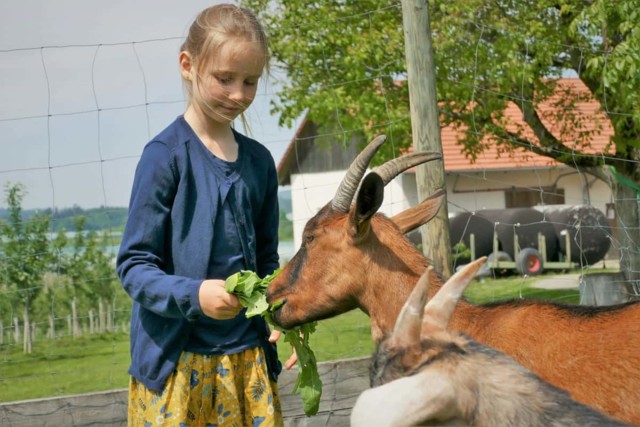 Ein Mädchen füttert eine Ziege mit Löwenzahnblättern.