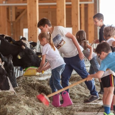 Ferienkinder helfen beim Füttern der Kühe im Stall.