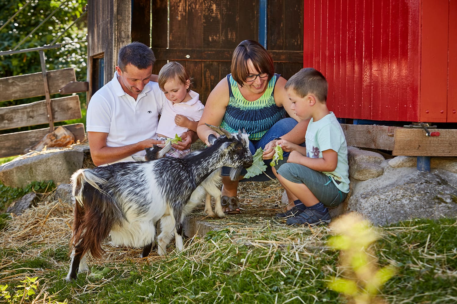 Eine Familie mit einem Jungen und einem kleinen Mädchen füttert eine Ziege mit Salatblättern.