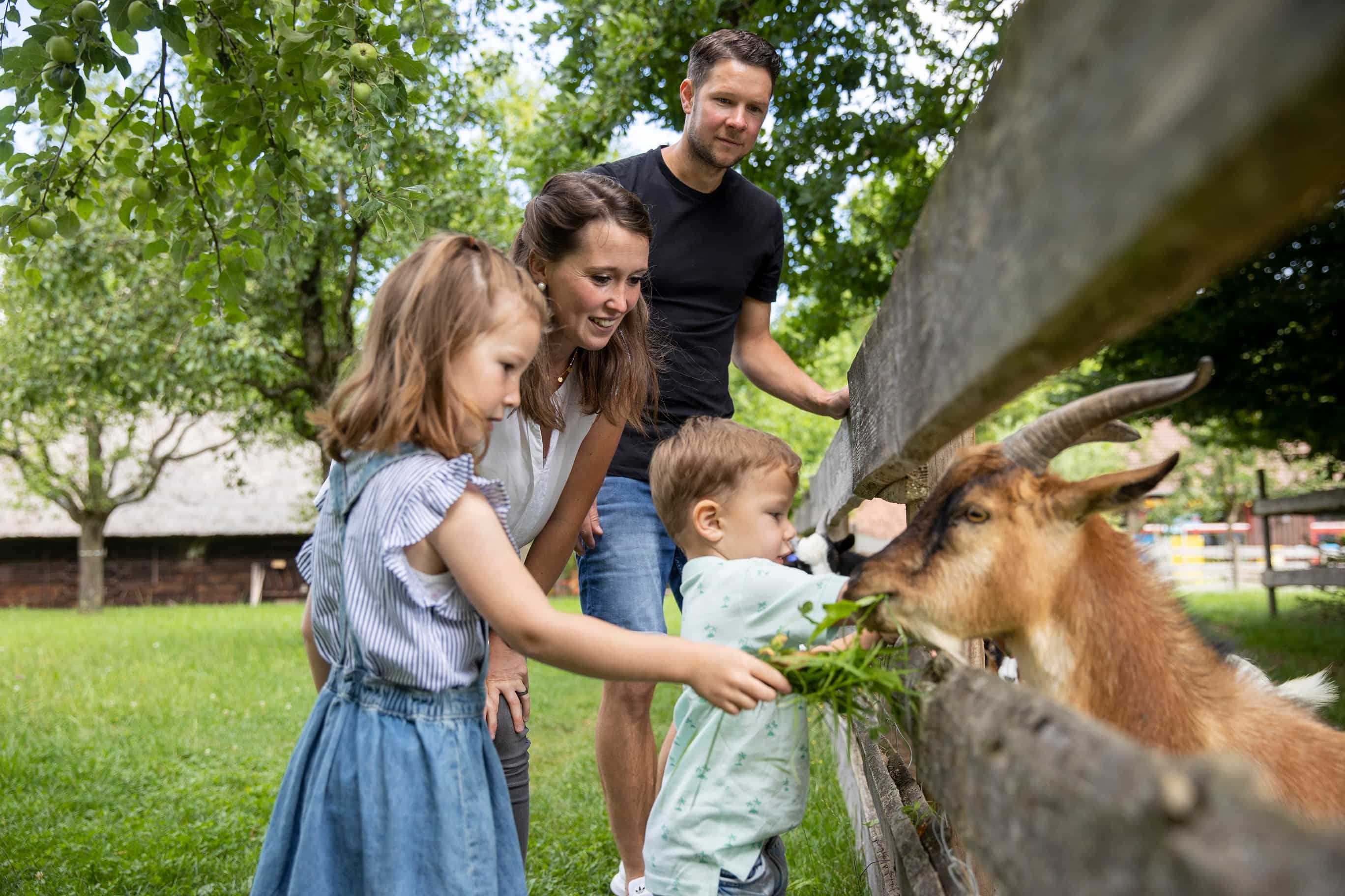 Eine Familie mit kleinen Kindern füttert Ziegen mit Gras.