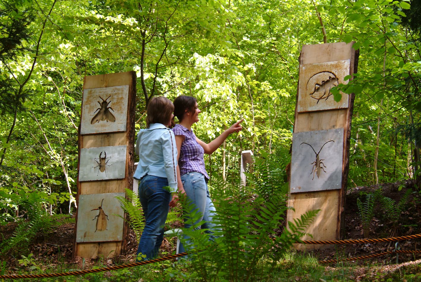 Zwei Frauen stehen vor Schautafeln auf denen die Käfer des Waldes abgebildet sind 