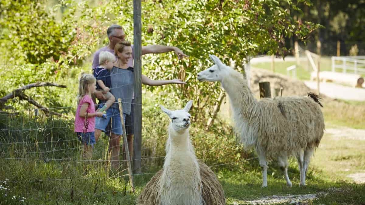 Familie steht bei den Lamas auf dem Erlebnisbauernhof Waldmössingen.
